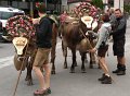 14 Aufgeputzte Kuehe mit typischen Trachtentraegern aus St. Anton